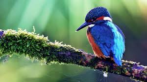 Tropical Birds Of Paradise Wallpaper Bird Wallpaper Wallpaperhd Wiki Kingfisher Bird Bird Wallpaper Tropical Birds