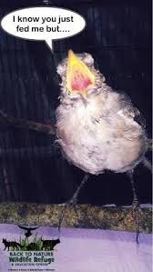 Baby Songbirds Eat Every 20 Minutes It S Baby Bird Season And Hundreds Of Our Feathered Friends Are Eating Up The Refuge S Wildlife Refuge Wildlife Donate