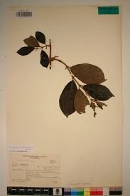 Image result for Vangueriopsis lanciflora