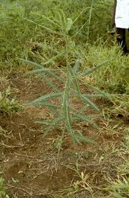 Image result for Sesbania pachycarpa