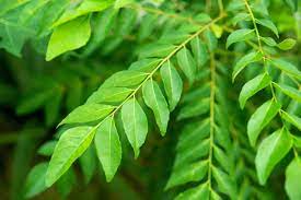 It helps with digestion and encourages the body to release digestive enzymes. Curry Leaves A Truly Indian Spice Spiceography