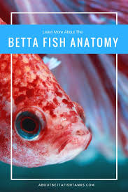 I Mentioned In One Of My First Posts That My Plan Is To Feature A New Betta Fish Every Couple Of Months Or So To Help You Identify Them More Easily I Ve
