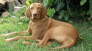 Check spelling or type a new query. Vizsla Dog Breed Information Temperament Facts Petmoo