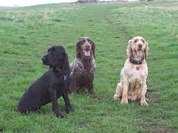Collection by donna patrick • last updated 10 days ago. Spaniel Wikipedia
