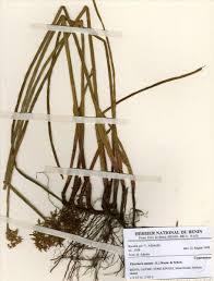 Image result for Eleocharis mutata