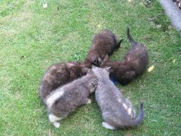 • 4 мая 2016 г. 5 Suesse Katzenbabys Zu Verschenken Hauskatzen