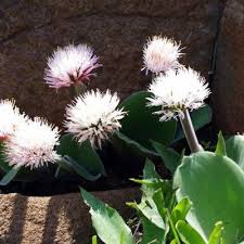 Image result for Haemanthus montanus