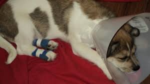 How many dew claws do cats have? Dew Claw Surgery From Surgery Thru Recovery Puppy Forum And Dog Forums