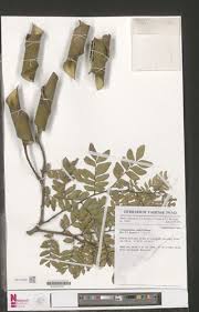 Image result for Scorodophloeus zenkeri