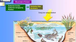 Sedangkan jaring jaring makanan adalah kombinasi dari berbagai. Rantai Makanan Ekosistem Kolam Materiipa Com