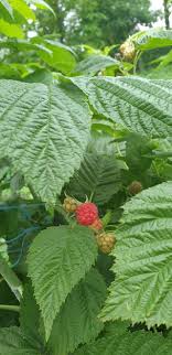 Espaceagro, annonce de champignon gros fournisseurs, grossistes fabricants ou acheteurs de champignon gros dans le monde entier. Zmeura Buzau Maxenu Producator Home Facebook