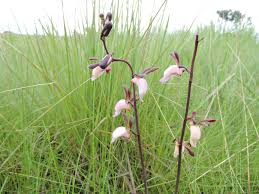 Image result for Eulophia caricifolia