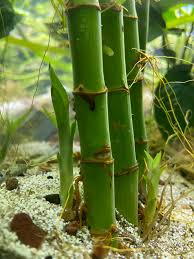 Maybe you would like to learn more about one of these? My Lucky Bamboo Is Putting Out Shoots Plantedtank