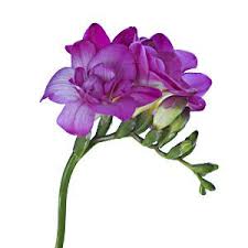Pin By Rachel Clark On Plant Notebook Freesias Freesia Flowers Wholesale Flowers Purple Flowers