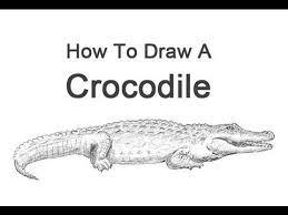Bird Cleaning Crocodile Teeth Youtube How To Draw A Crocodile Youtube