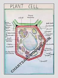 buy plant cell charts online buy plant cell charts online