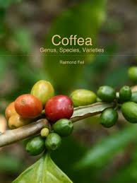 Image result for Coffea salvatrix