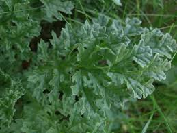 Image result for Jacobaea