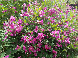 Grow in full sun or part shade. Bush Clover Lespedeza Thunbergii Brambleberry Farm Facebook