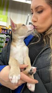 UPDATE: adopted!! There are soo many other available cute doggos available  still! I haven't worked an event for a while but I stopped by crescent  springs petco to find that this little