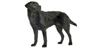 Labrador Retriever Grosse Farben Temperament Im Steckbrief