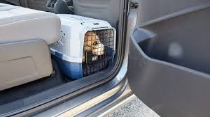 Hundebox passend für den golf 7 maßgeschneidert inkl. Hundebox Co Worauf Man Bei Der Sicherung Von Tieren Im Auto Achten Muss Crashtest