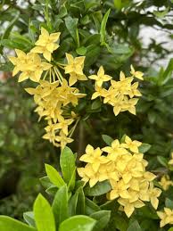 Image result for Ixora coccinea