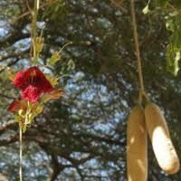 Image result for Glenniea africana