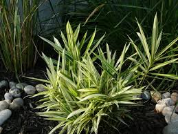 Image result for Pleioblastus fortunei