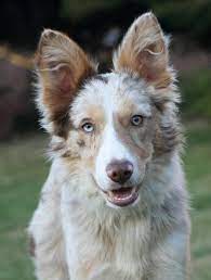 Vintage Porcelain Border Collie Black And White Etsy Red Merle Border Collie Border Collie Blue Eyes Border Collie Blue Merle