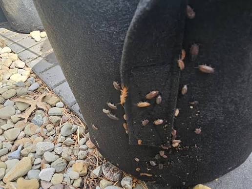 What are these bugs on my potted pepper containers?