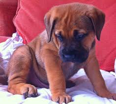 It is known to be a perfect example of a successfully bred hybrid dog. Mastiff X German Shepherd Puppies Leeds West Yorkshire Pets4homes