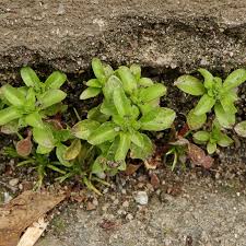 Image result for Polycarpon