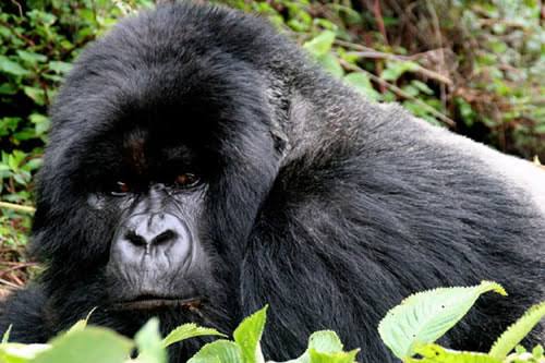 Close-up of a silverback mountain gorilla resting among green vegetation, featured in Pridemark Safaris' Uganda gorilla trekking guide.