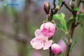 Mùa giáng sinh noel hay dịp năm mới đến, bạn có thể trang trí cho website của mình bằng cách bổ sung thêm hiệu ứng tuyết rơi hoặc hiệu ứng hoa đào rơi, như vậy sẽ giúp website của bạn lung linh. Saigontourist Ä'áº¿n Nháº­t Tan Ngáº¯m Hoa Ä'ao Ngay Táº¿t