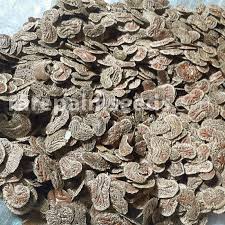 Image result for Colophospermum