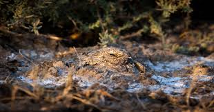 Image result for Erythrocephalum decipiens