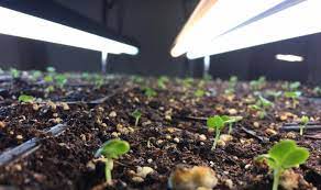 The average lums those 4 bulbs (22 in bulbs) would give you is 5400 lums measured 1 foot away and for the sake of simplicity covering 2 square feet. Want To Garden Like A Pro Here S A Simple And Affordable Indoor Grow Light Setup Growjourney