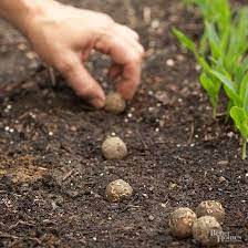 Make Your Own Seed Balls In 4 Easy Steps Seed Balls Cherry Tomato Plant Seeds