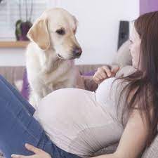 Does Your Dog Know You Re Pregnant American Kennel Club