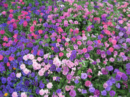 Download and use 80,000+ flower garden stock photos for free. Free Photo Colorful Flower Garden Beautiful Beauty Colorful Free Download Jooinn