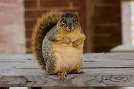 Pin On Chubby And Fluffy