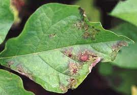 Check spelling or type a new query. Plant Disease Importance Types Transmission Control Britannica