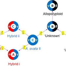 Image result for Abildgaardia ovata