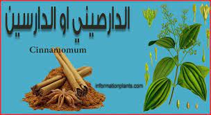 الدارصيني او الدارسين قسم النبات العطري نبات عطري انواع الاسماك مع الصور معلوماتية نبات حيوان اسماك فوائد green beans food vegetables