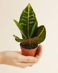 Image result for Codiaeum