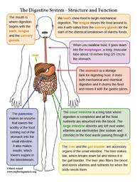 Morphological anatomy and functional anatomy. Digestive System Unit Reading Diagrams Labeling Tpt