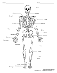 There are 33 vertebrae, starting at the base of the skull, and ending with two sections of joined/fused vertebrae in the pelvis and tail bone. Printable Human Skeleton Diagram Labeled Unlabeled And Blank Human Skeleton Labeled Human Skeleton For Kids Human Skeleton Model