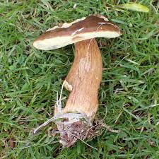 Image result for Boletus badius