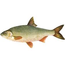 Image result for Rhipidoglossum rutilum